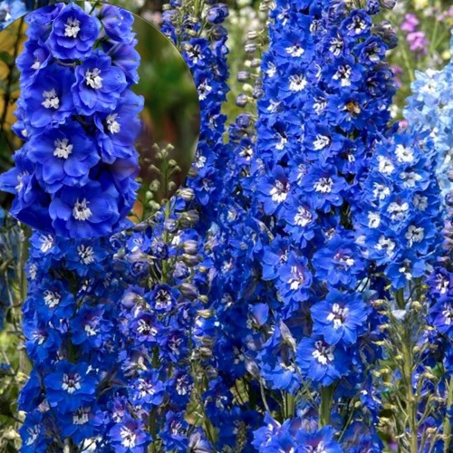 Delphinium cultorum 'Pacific Blue Bird' - Aed-kukekannus 'Pacific Blue Bird' P9/0,55L
